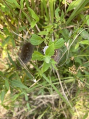 Mentha arvensis
