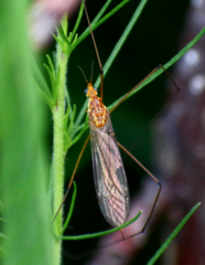 Nephrotoma ferruginea