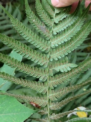 Christella parasitica