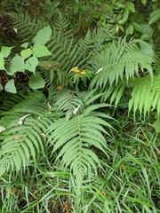 Christella parasitica