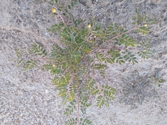Kallstroemia californica