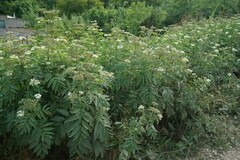 Sambucus ebulus