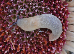 Krynickillus melanocephalus