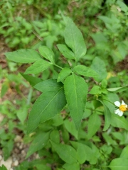 Bidens alba