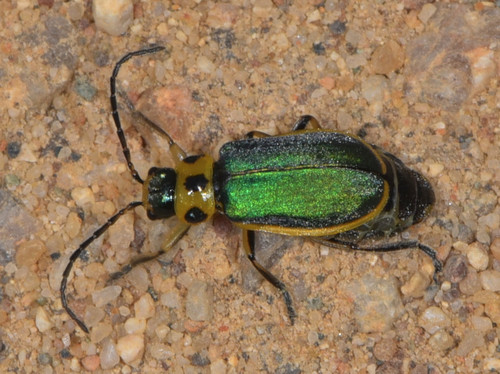 Coyote Brush Leaf Beetle photo 2