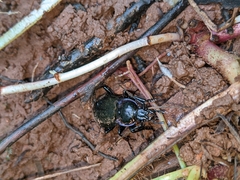 Carabus nemoralis
