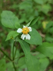 Bidens alba