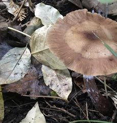Armillaria