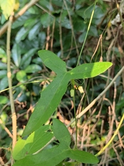 Solena amplexicaulis