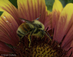 Bombus huntii