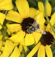 Eristalis stipator