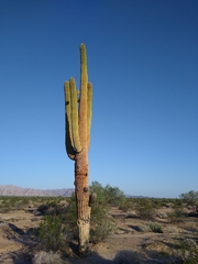 Carnegiea gigantea