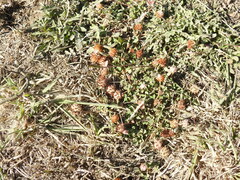 Trifolium fragiferum