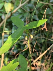 Solena amplexicaulis