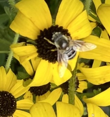 Eristalis stipator