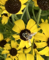 Eristalis stipator