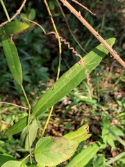 Solena amplexicaulis