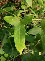 Solena amplexicaulis