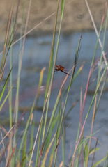 Celithemis eponina