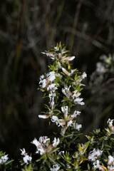 Amphithalea ericifolia