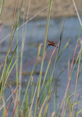 Celithemis eponina