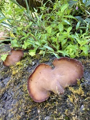 Auricularia fuscosuccinea