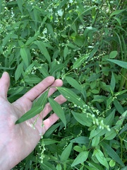 Persicaria hydropiper