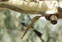 Rhipidura leucophrys