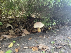 Pulchroboletus rubricitrinus