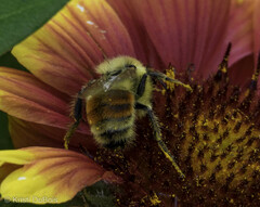 Bombus huntii