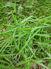 Eremochloa ophiuroides