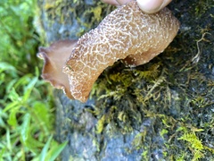 Auricularia fuscosuccinea