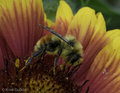 Bombus huntii