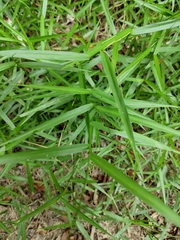 Eremochloa ophiuroides