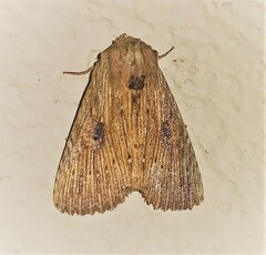 Perigea leucanioides