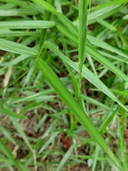 Eremochloa ophiuroides