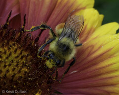 Bombus huntii