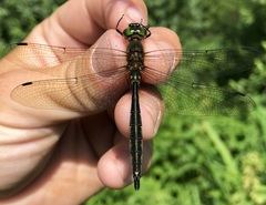 Somatochlora flavomaculata