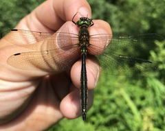 Somatochlora flavomaculata