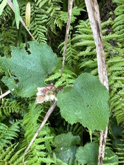 Rubus formosensis