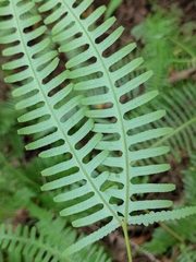 Dicranopteris pedata