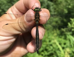 Somatochlora flavomaculata