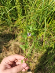 Mentha canadensis