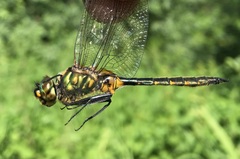 Somatochlora flavomaculata