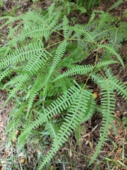 Dicranopteris pedata