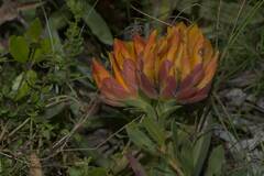 Liparia splendens comantha
