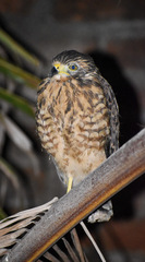 Rupornis magnirostris