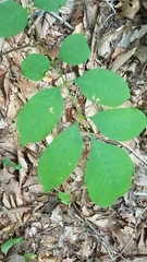 Fraxinus pennsylvanica