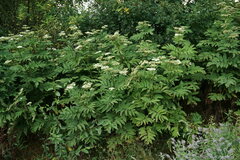 Sambucus ebulus