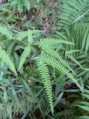 Dicranopteris pedata